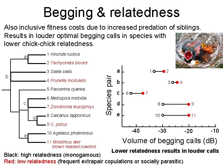 Begging & relatedness Also inclusive fitness costs due to increased predation of siblings. Results