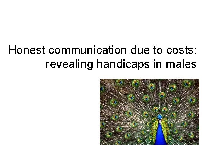 Honest communication due to costs: revealing handicaps in males 