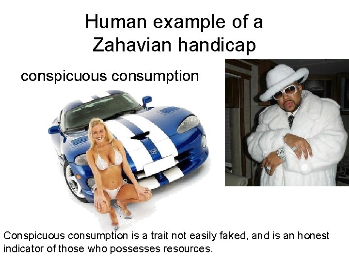 Human example of a Zahavian handicap conspicuous consumption Conspicuous consumption is a trait not