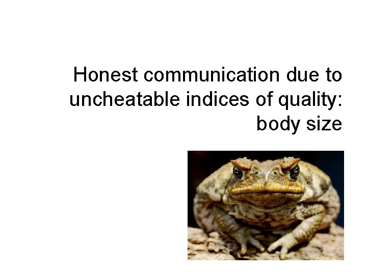 Honest communication due to uncheatable indices of quality: body size 