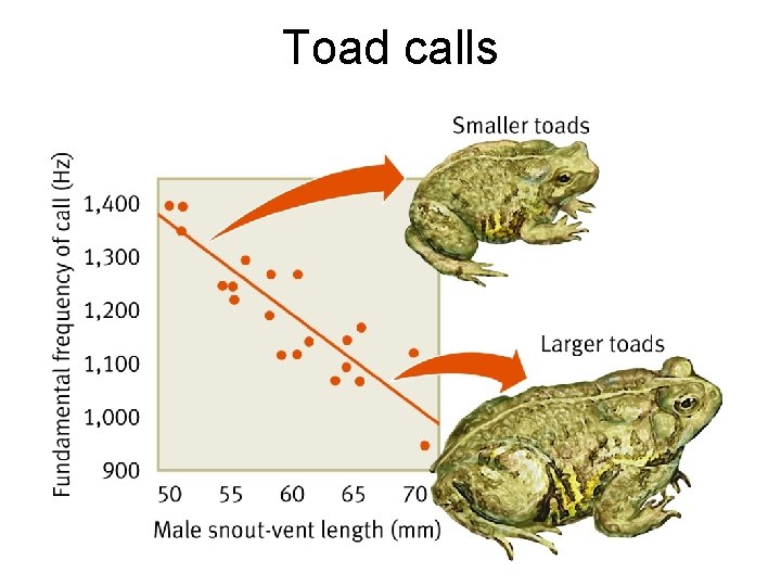 Toad calls 