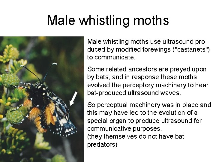 Male whistling moths use ultrasound produced by modified forewings ("castanets") to communicate. Some related