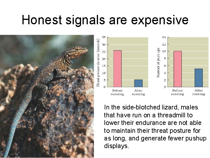 Honest signals are expensive In the side-blotched lizard, males that have run on a
