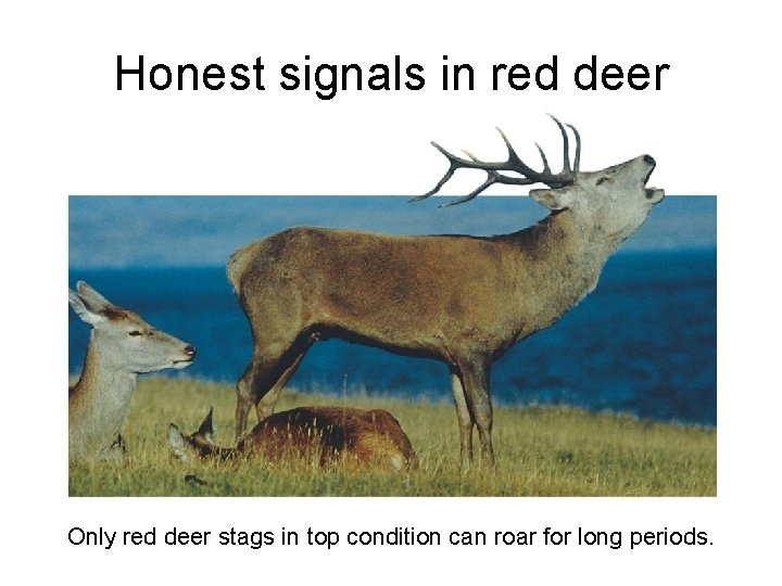 Honest signals in red deer Only red deer stags in top condition can roar