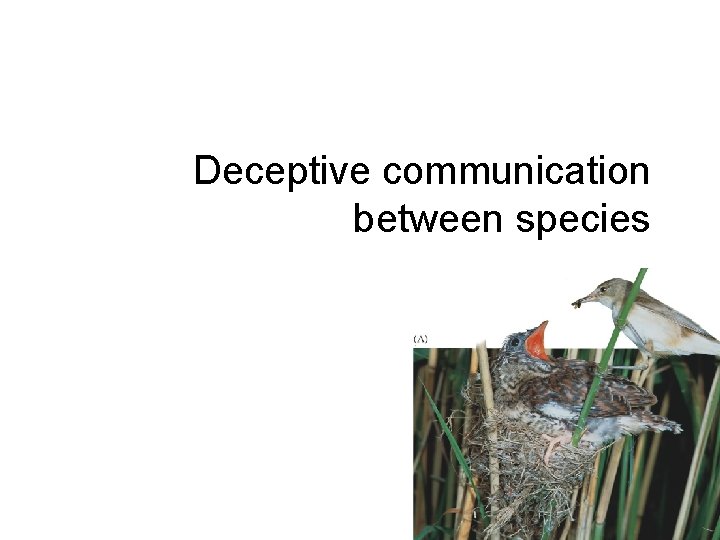 Deceptive communication between species 