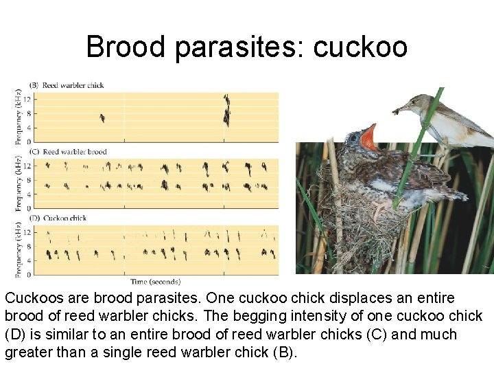 Brood parasites: cuckoo Cuckoos are brood parasites. One cuckoo chick displaces an entire brood