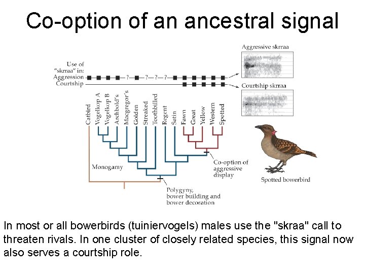 Co-option of an ancestral signal In most or all bowerbirds (tuiniervogels) males use the