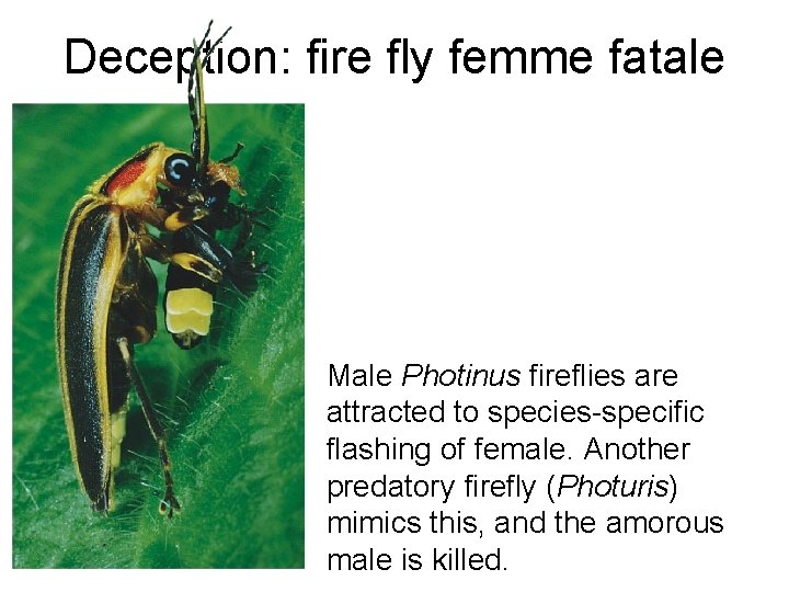 Deception: fire fly femme fatale Male Photinus fireflies are attracted to species-specific flashing of