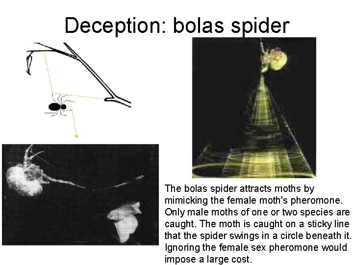 Deception: bolas spider The bolas spider attracts moths by mimicking the female moth's pheromone.