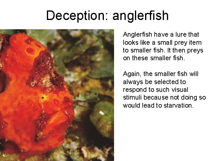 Deception: anglerfish Anglerfish have a lure that looks like a small prey item to