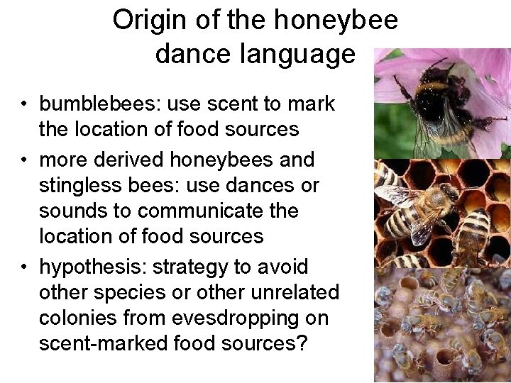 Origin of the honeybee dance language • bumblebees: use scent to mark the location