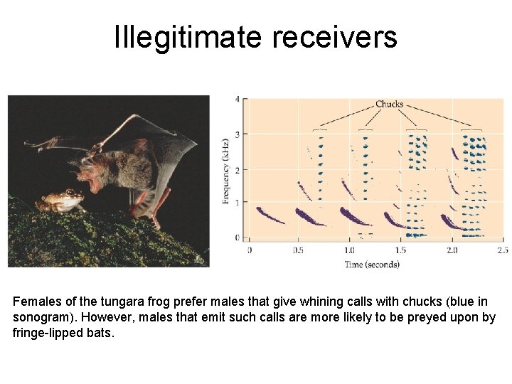 Illegitimate receivers Females of the tungara frog prefer males that give whining calls with