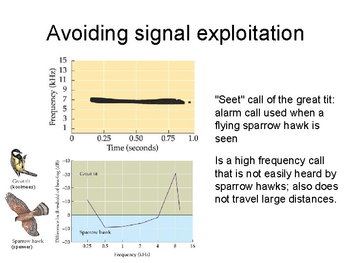 Avoiding signal exploitation "Seet" call of the great tit: alarm call used when a