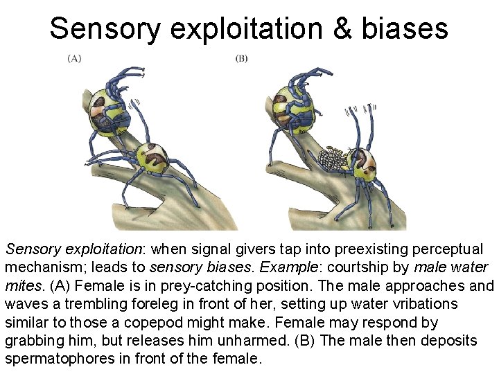 Sensory exploitation & biases Sensory exploitation: when signal givers tap into preexisting perceptual mechanism;