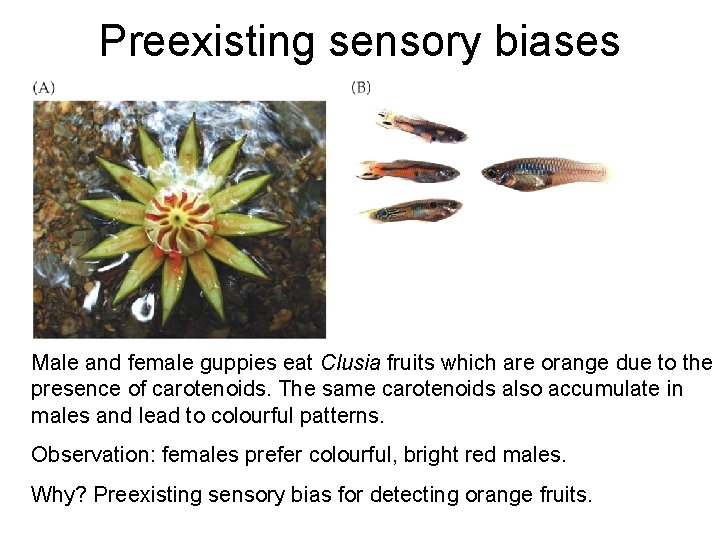 Preexisting sensory biases Male and female guppies eat Clusia fruits which are orange due