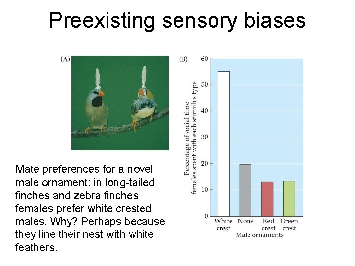 Preexisting sensory biases Mate preferences for a novel male ornament: in long-tailed finches and