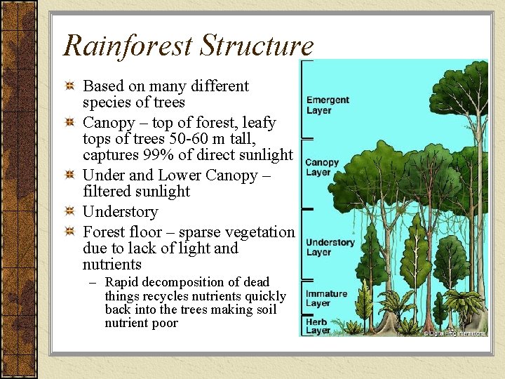 Rainforest Structure Based on many different species of trees Canopy – top of forest,