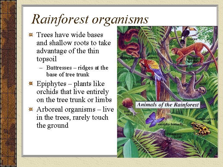 Rainforest organisms Trees have wide bases and shallow roots to take advantage of the