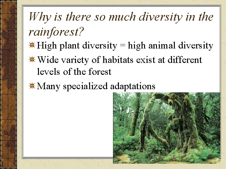 Why is there so much diversity in the rainforest? High plant diversity = high