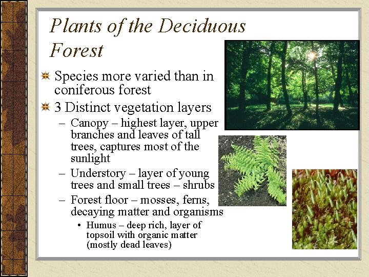 Plants of the Deciduous Forest Species more varied than in coniferous forest 3 Distinct