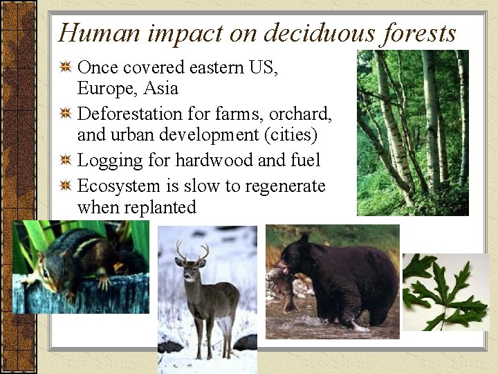Human impact on deciduous forests Once covered eastern US, Europe, Asia Deforestation for farms,