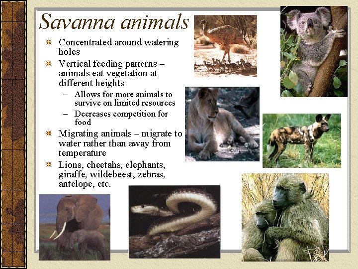 Savanna animals Concentrated around watering holes Vertical feeding patterns – animals eat vegetation at