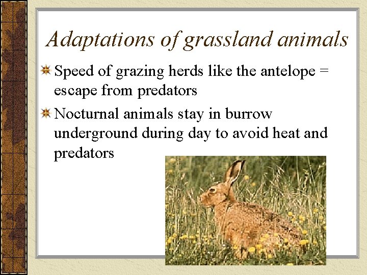 Adaptations of grassland animals Speed of grazing herds like the antelope = escape from