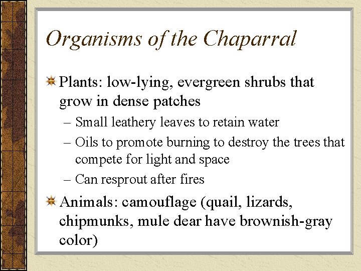 Organisms of the Chaparral Plants: low-lying, evergreen shrubs that grow in dense patches –