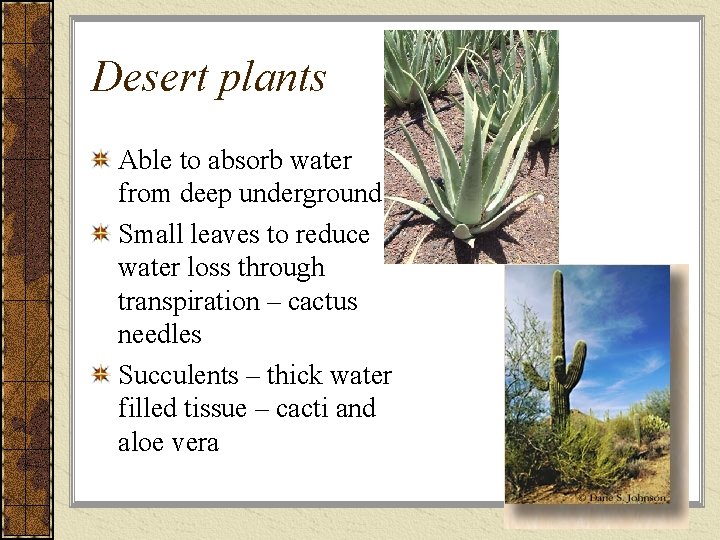 Desert plants Able to absorb water from deep underground Small leaves to reduce water