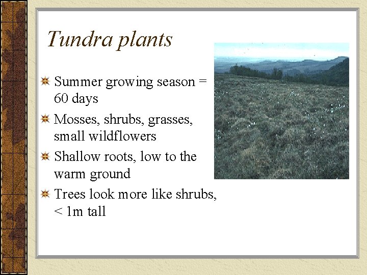 Tundra plants Summer growing season = 60 days Mosses, shrubs, grasses, small wildflowers Shallow