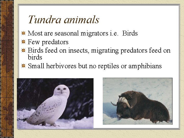 Tundra animals Most are seasonal migrators i. e. Birds Few predators Birds feed on