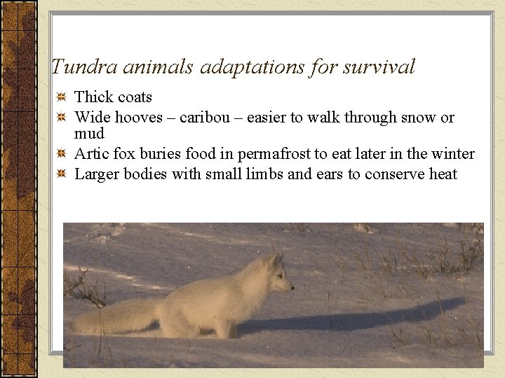 Tundra animals adaptations for survival Thick coats Wide hooves – caribou – easier to