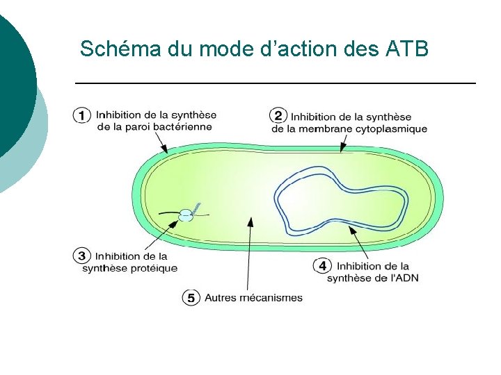 Schéma du mode d’action des ATB 