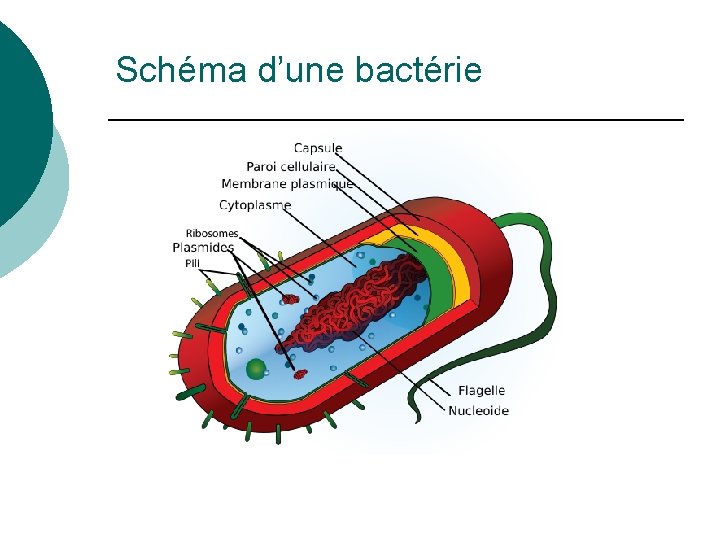 Schéma d’une bactérie 