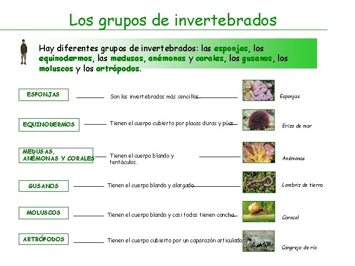 Los grupos de invertebrados Hay diferentes grupos de invertebrados: las esponjas, los equinodermos, las
