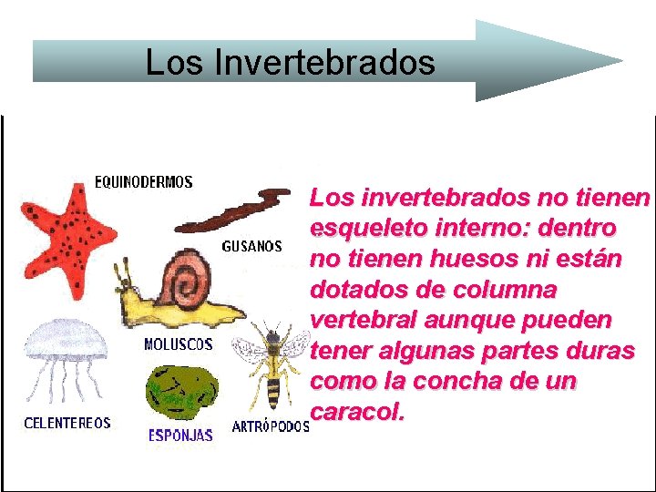 Los Invertebrados Los invertebrados no tienen esqueleto interno: dentro no tienen huesos ni están