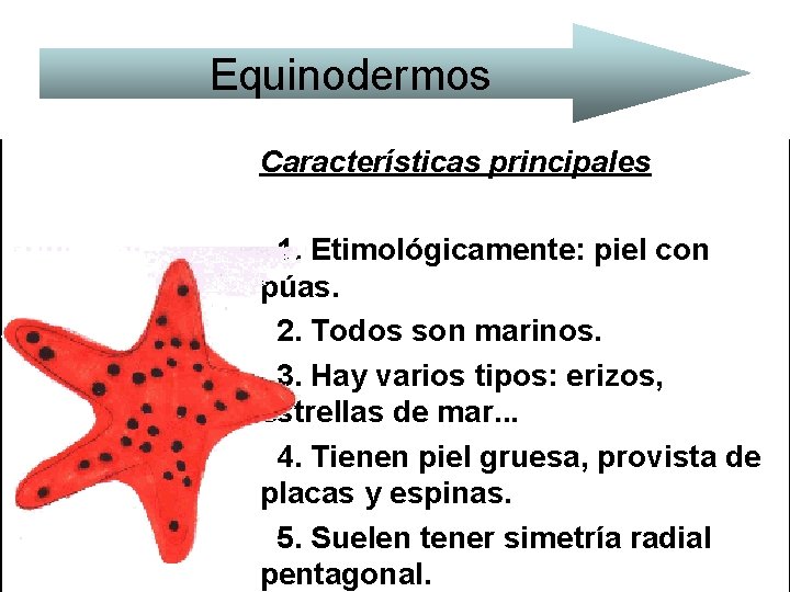 Equinodermos Características principales 1. Etimológicamente: piel con púas. 2. Todos son marinos. 3. Hay