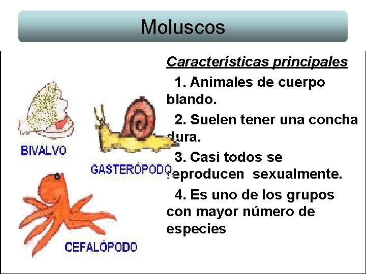 Moluscos Características principales 1. Animales de cuerpo blando. 2. Suelen tener una concha dura.