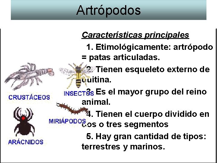 Artrópodos Características principales 1. Etimológicamente: artrópodo = patas articuladas. 2. Tienen esqueleto externo de