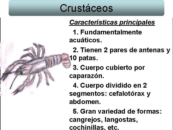 Crustáceos Características principales 1. Fundamentalmente acuáticos. 2. Tienen 2 pares de antenas y 10