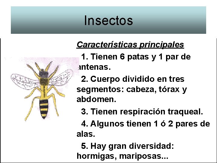 Insectos Características principales 1. Tienen 6 patas y 1 par de antenas. 2. Cuerpo