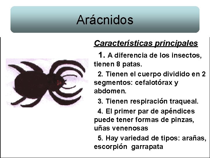 Arácnidos Características principales 1. A diferencia de los insectos, tienen 8 patas. 2. Tienen