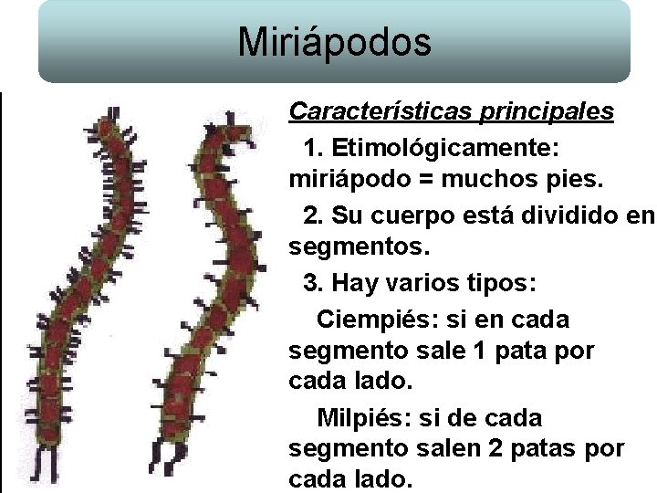 Miriápodos Características principales 1. Etimológicamente: miriápodo = muchos pies. 2. Su cuerpo está dividido