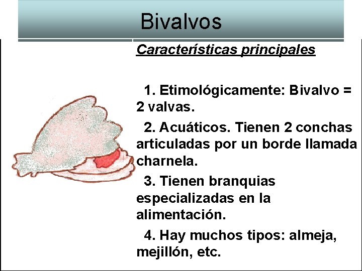 Bivalvos Características principales 1. Etimológicamente: Bivalvo = 2 valvas. 2. Acuáticos. Tienen 2 conchas