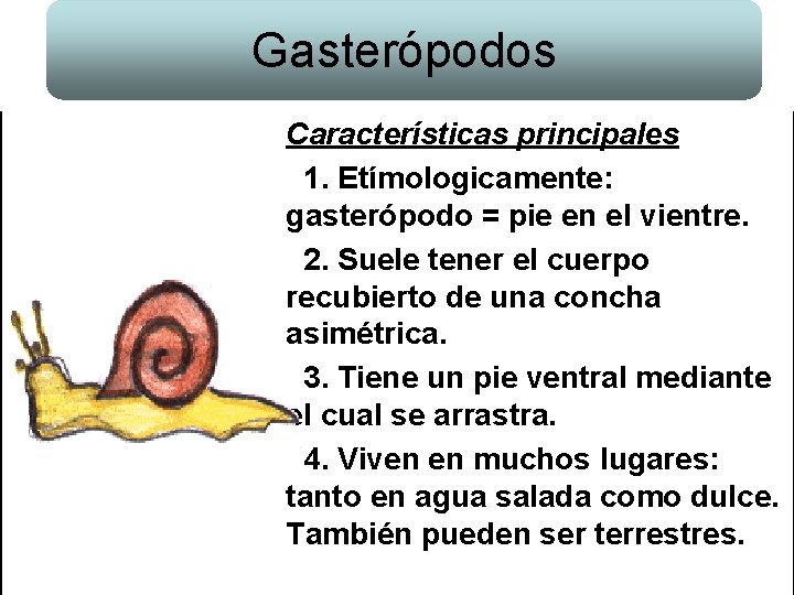 Gasterópodos Características principales 1. Etímologicamente: gasterópodo = pie en el vientre. 2. Suele tener