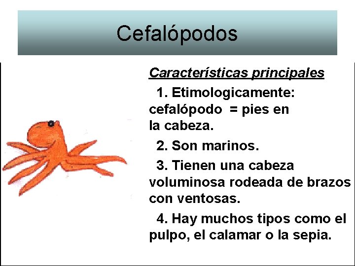 Cefalópodos Características principales 1. Etimologicamente: cefalópodo = pies en la cabeza. 2. Son marinos.