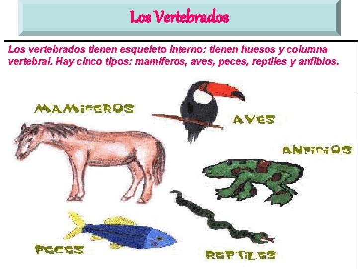 Los Vertebrados Los vertebrados tienen esqueleto interno: tienen huesos y columna vertebral. Hay cinco