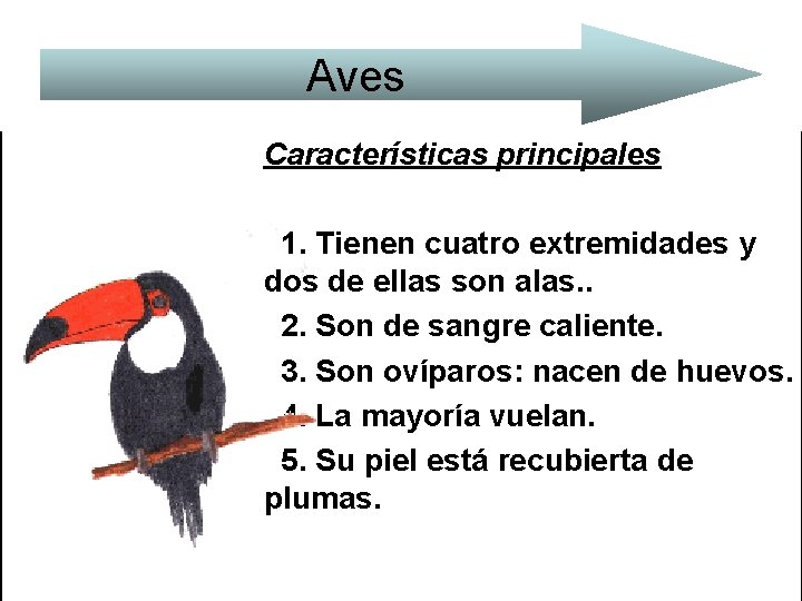 Aves Características principales 1. Tienen cuatro extremidades y dos de ellas son alas. .