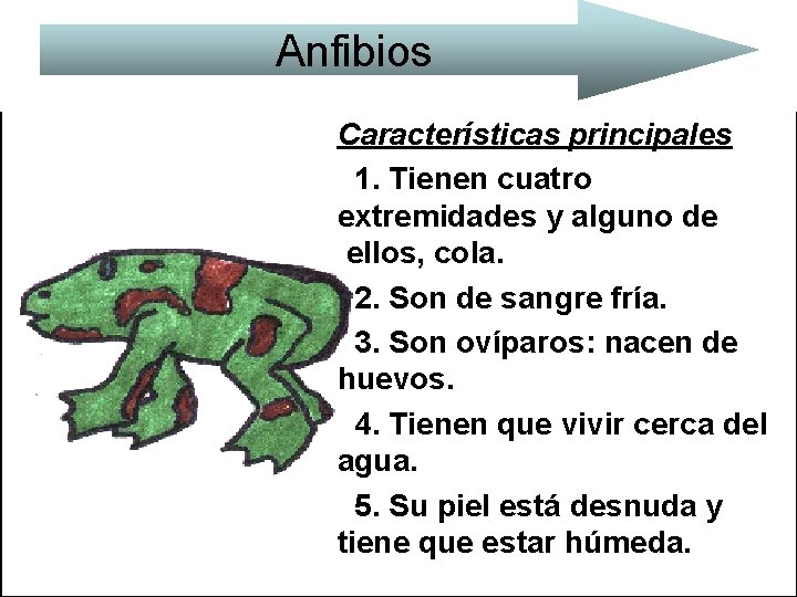 Anfibios Características principales 1. Tienen cuatro extremidades y alguno de ellos, cola. 2. Son