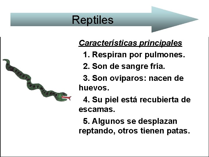 Reptiles Características principales 1. Respiran por pulmones. 2. Son de sangre fría. 3. Son